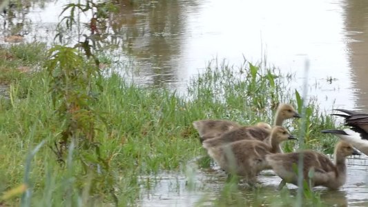 20180518 - Goslings