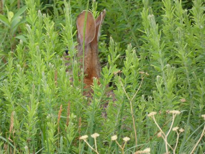 20180519 - Lake Betz - Eastern Cottontail