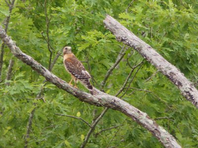 20180519 - Lake Betz - Fourth Hawk 1