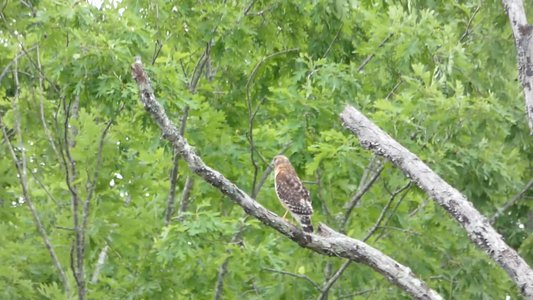 20180519 - Lake Betz - Fourth Hawk 2