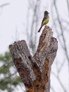 20180519 - Lake Betz - Great Crested Flycatcher 1