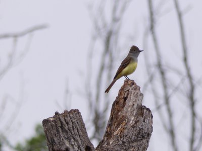 20180519 - Lake Betz - Great Crested Flycatcher 2