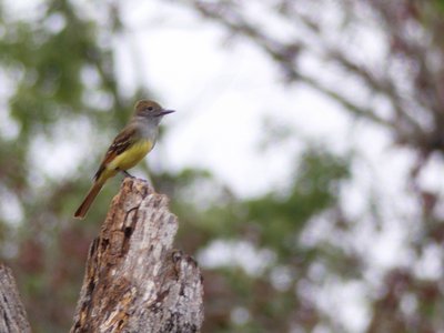 20180519 - Lake Betz - Great Crested Flycatcher 3