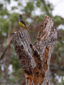 20180519 - Lake Betz - Great Crested Flycatcher 4