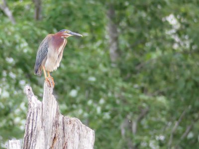 20180519 - Lake Betz - Green Heron