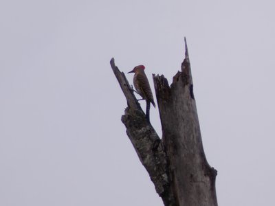 20180519 - Lake Betz - Northern Flicker 1