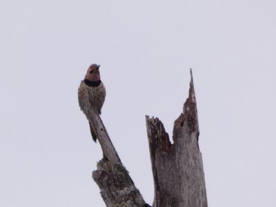 20180519 - Lake Betz - Northern Flicker 2