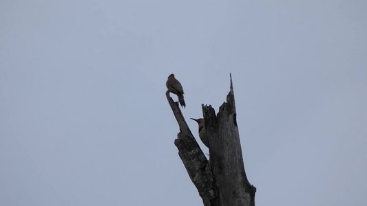 20180519 - Lake Betz - Northern Flicker 3