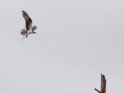 20180519 - Lake Betz - Osprey 1