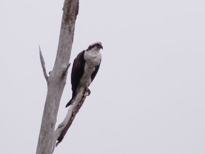 20180519 - Lake Betz - Osprey 10