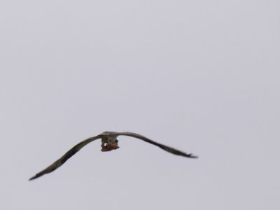 20180519 - Lake Betz - Osprey 2