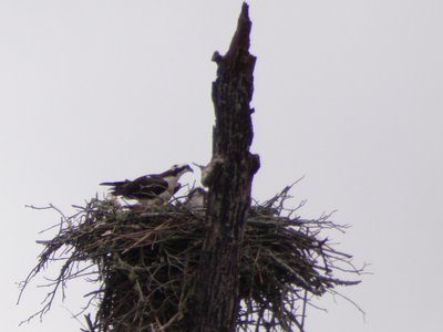 20180519 - Lake Betz - Osprey 3