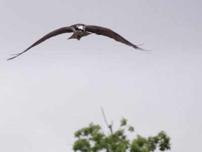 20180519 - Lake Betz - Osprey 4