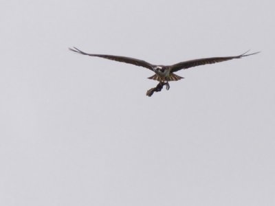 20180519 - Lake Betz - Osprey 5