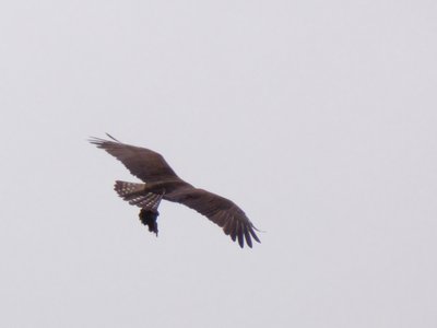 20180519 - Lake Betz - Osprey 6