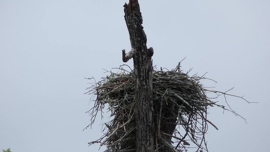 20180519 - Lake Betz - Osprey 7