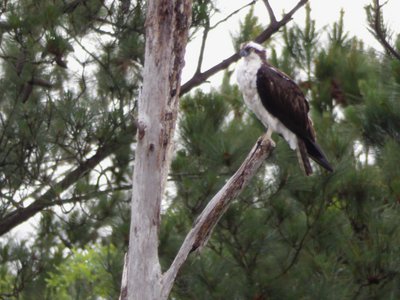 20180519 - Lake Betz - Osprey 8