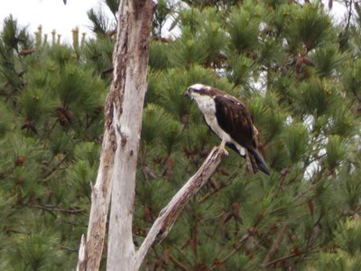 20180519 - Lake Betz - Osprey 9