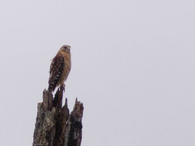 20180519 - Lake Betz - Second Hawk 1