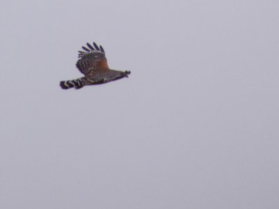 20180519 - Lake Betz - Second Hawk 2