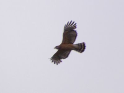 20180519 - Lake Betz - Second Hawk 3