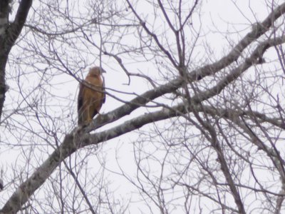 20180519 - Lake Betz - Third Hawk 1