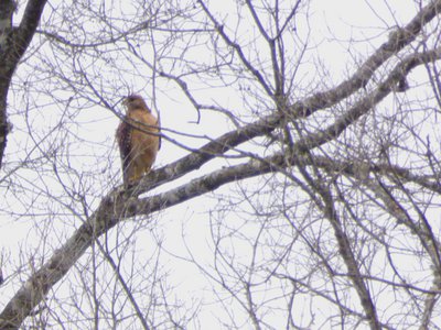 20180519 - Lake Betz - Third Hawk 2