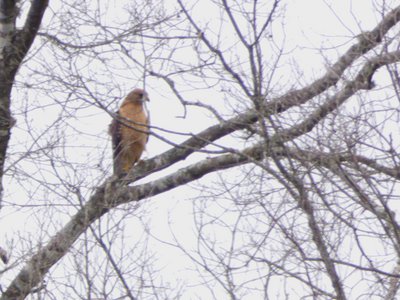 20180519 - Lake Betz - Third Hawk 3