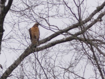 20180519 - Lake Betz - Third Hawk 4