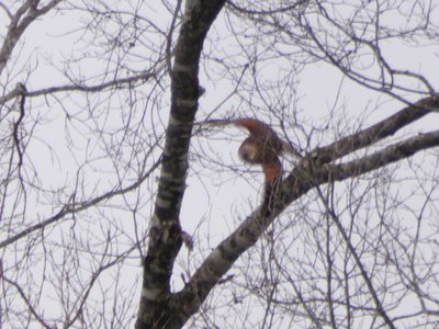 20180519 - Lake Betz - Third Hawk 5