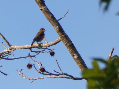 20180606 - Duke Forest Korstian - Blue Grosbeak Female