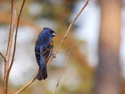 20180606 - Duke Forest Korstian - Blue Grosbeak