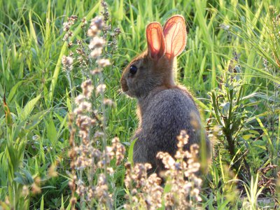 20180606 - Duke Forest Korstian - Eastern Cottontail