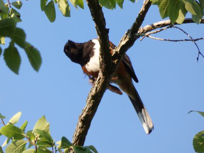 20180606 - Duke Forest Korstian - Eastern Towhee