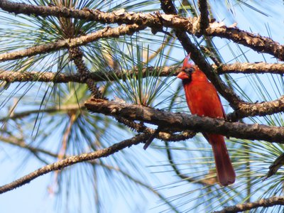 20180606 - Duke Forest Korstian - Northern Cardinal