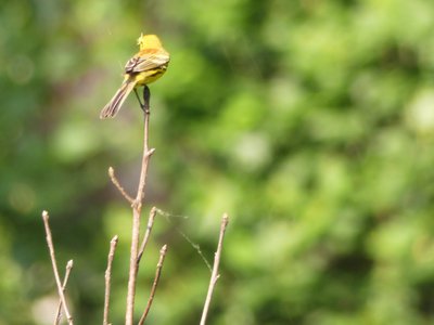 20180606 - Duke Forest Korstian - Prairie Warbler 2