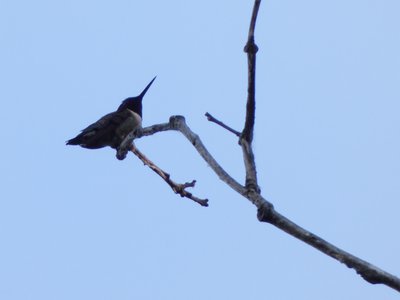 20180606 - Duke Forest Korstian - Ruby-throated Hummingbird 1