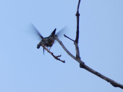 20180606 - Duke Forest Korstian - Ruby-throated Hummingbird 2