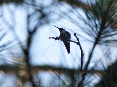 20180606 - Duke Forest Korstian - Ruby-throated Hummingbird 3