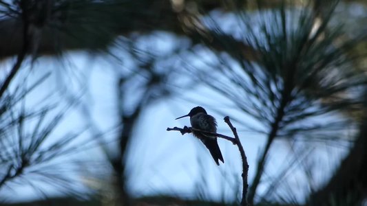 20180606 - Duke Forest Korstian - Ruby-throated Hummingbird 4