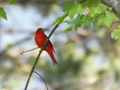 20180606 - Duke Forest Korstian - Summer Tanager