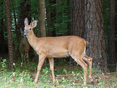 20180606 - Duke Forest Korstian - Whitetail Deer