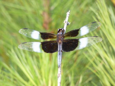 20180606 - Duke Forest Korstian - Widow Skimmer