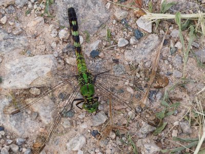 20180607 - Lake Betz - Eastern Pondhawk 1