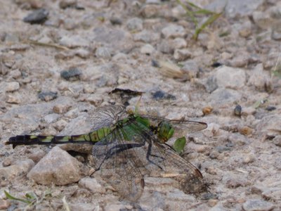 20180607 - Lake Betz - Eastern Pondhawk 2