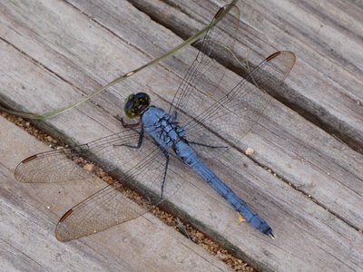 20180607 - Lake Betz - Eastern Pondhawk 3