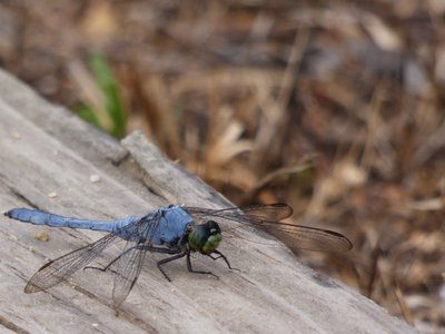 20180607 - Lake Betz - Eastern Pondhawk 4