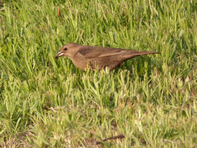 20180607 - Lake Betz - Female Brown-headed Cowbird