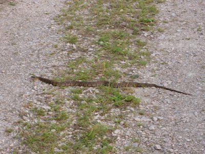 20180607 - Lake Betz - Northern Water Snake 1