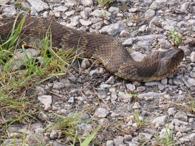 20180607 - Lake Betz - Northern Water Snake 2